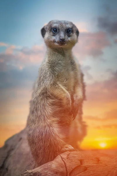 Suricates rampent le long des rochers — Photo