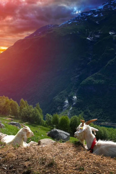 Dağlarda keçiler. — Stok fotoğraf