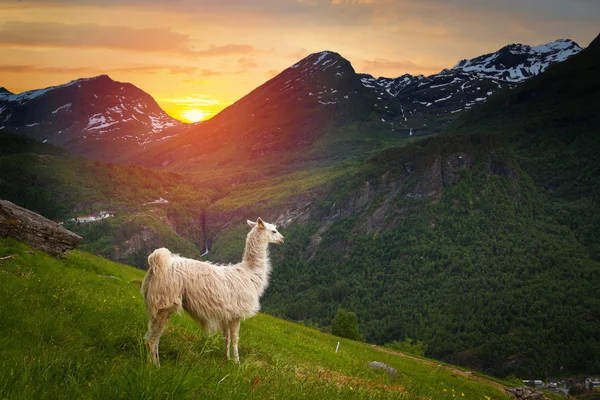 Lamas dans les montagnes . — Photo