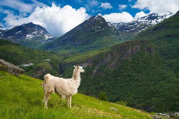 Lama's in de bergen. — Stockfoto
