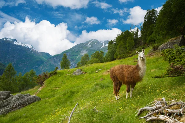 Lhamas nas montanhas . — Fotografia de Stock