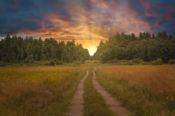 Sonnenuntergang im Wald. — Stockfoto