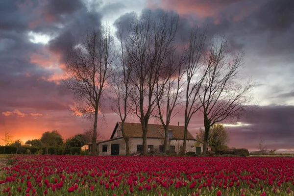 Red tulips in the netherlands — Stock Photo, Image