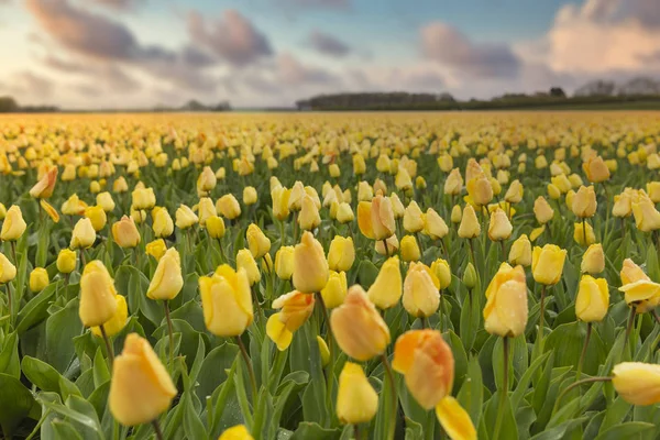 Linhas de tulipas amarelas em holandês — Fotografia de Stock