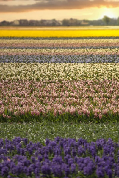 fields of multi-colored hyacinths bloom.