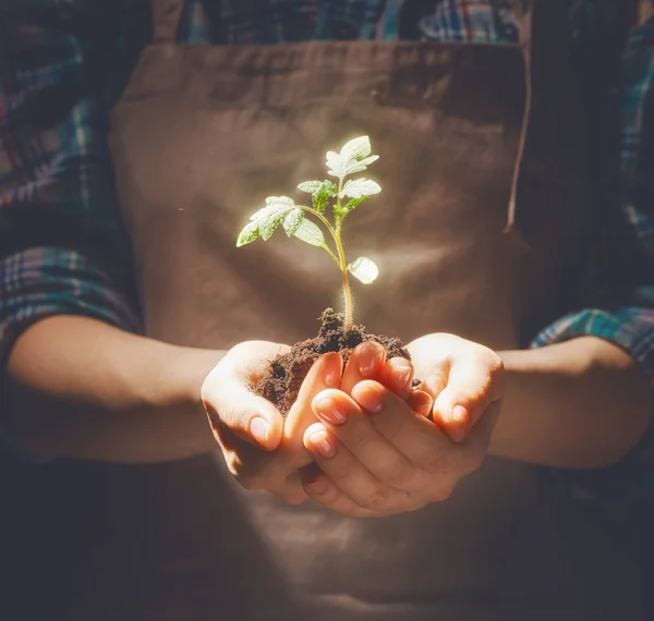 Person holding green sprout — Stock Photo, Image