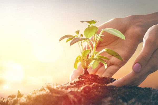 Человек с зеленой капустой
.