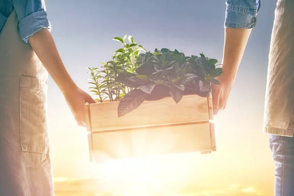 Adult and child holding seedlings — Stock Photo, Image