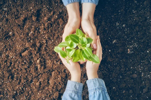 Adult and child holding seedlings — Stock Photo, Image