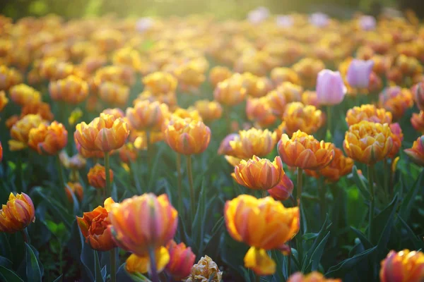 Hermosa vista de tulipanes naranjas bajo la luz del sol Fotos de stock libres de derechos