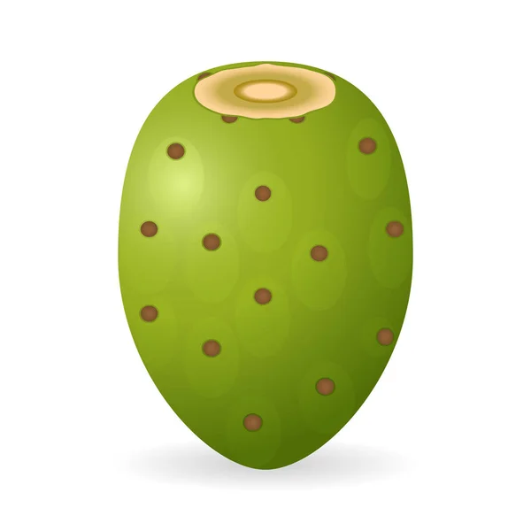 Prickly Pear vector geïsoleerd — Stockvector