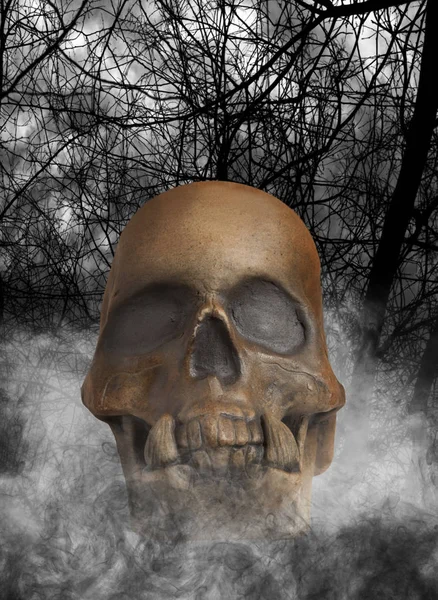 Людський череп на фоні лісу — стокове фото