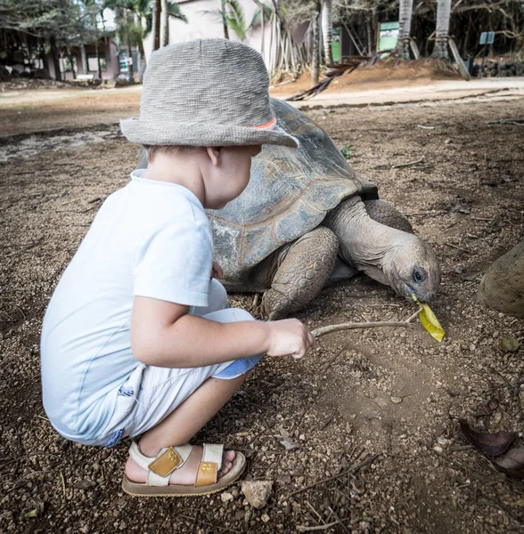 Tortuga gigante de Aldabra alimentándose — Foto de Stock