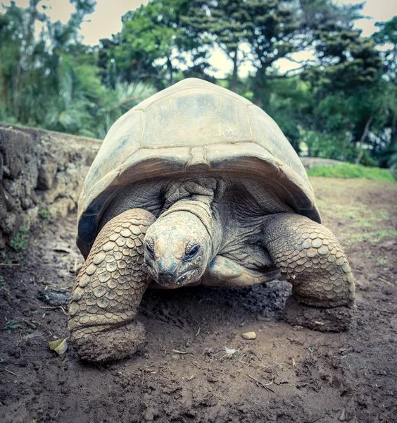 Aldabra-Riesenschildkröte — Stockfoto