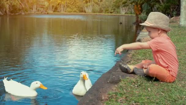 Милий хлопчик годує птахів водою в ставку повільним рухом — стокове відео