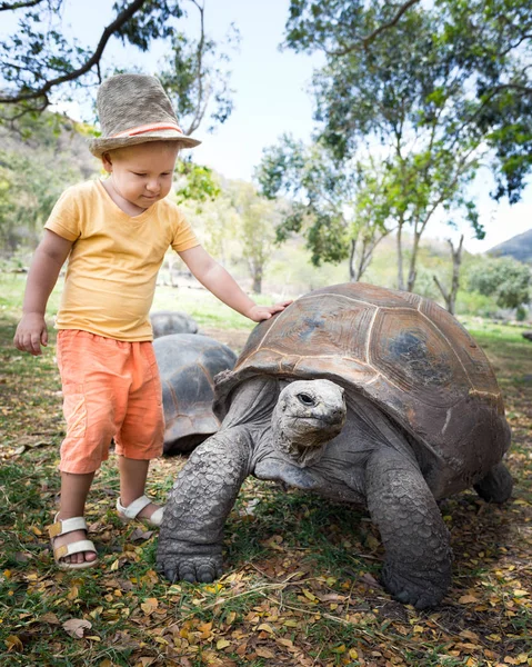 Γιγάντια χελώνα της Αλντάμπρα και παιδί — Φωτογραφία Αρχείου