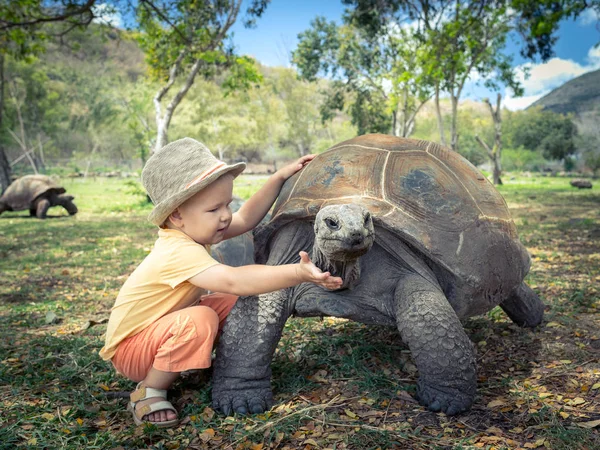 Aldabra tartaruga gigante e criança — Fotografia de Stock