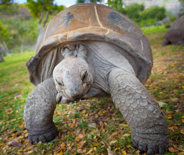 Aldabra dev kaplumbağası. — Stok fotoğraf