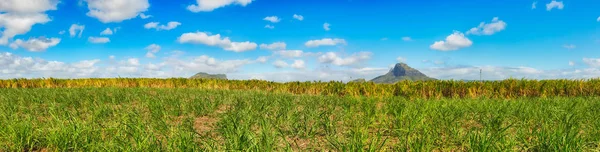 Bir şeker kamışı ve dağ manzarası. Mauritius. Panorama — Stok fotoğraf