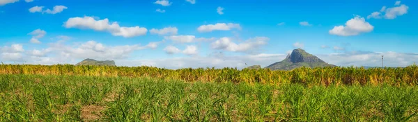 Kilátás a cukornád és a hegyek. Mauritius. Panoráma — Stock Fotó