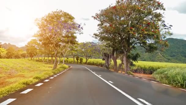 Andar ao longo de uma estrada com árvores floridas — Vídeo de Stock