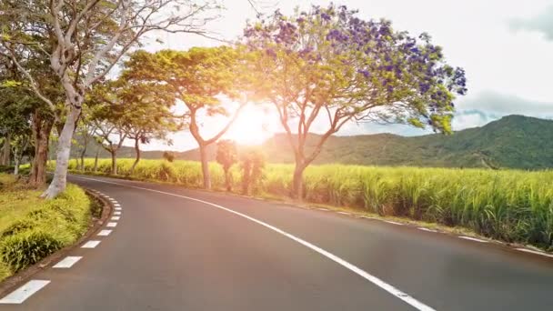 Andar ao longo de uma estrada com árvores floridas — Vídeo de Stock