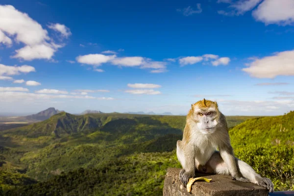 Mono en el mirador de las Gargantas. Mauricio. Panorama — Foto de Stock