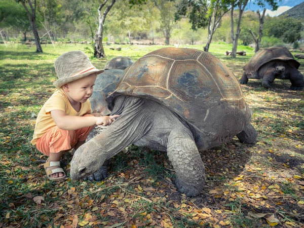 Aldabra tartaruga gigante e bambino — Foto Stock