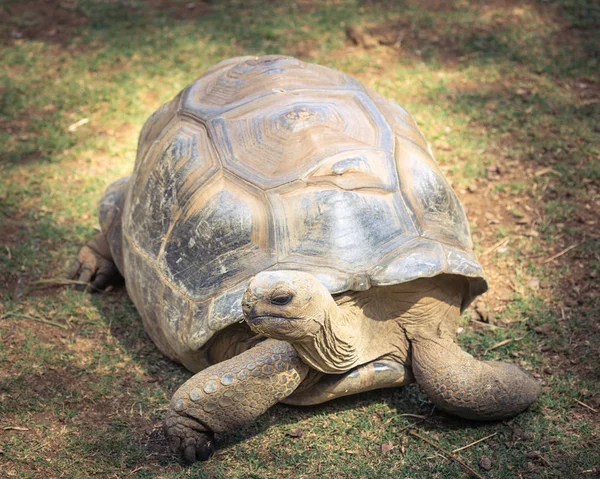 Aldabra гігантська черепаха — стокове фото