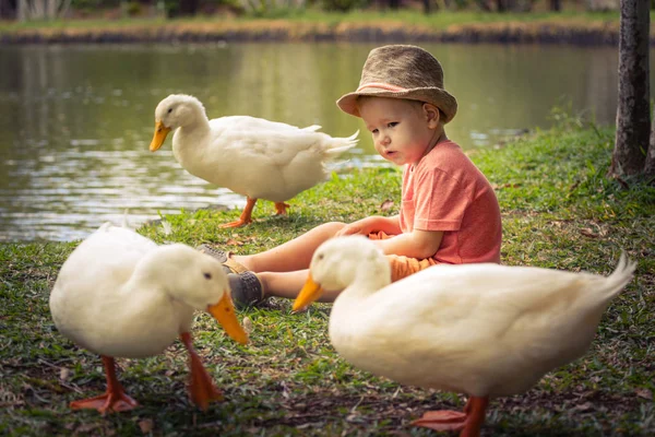 Boy and geese — Stock Photo, Image