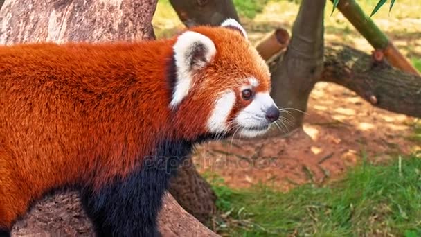 Rode panda portret — Stockvideo