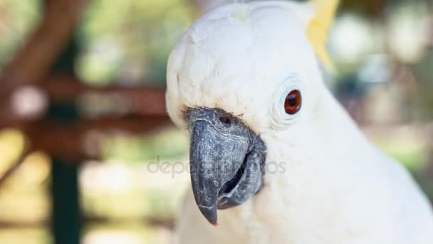 Portret makro Kakadu — Wideo stockowe