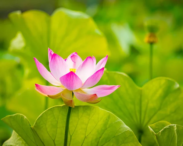 Closeup lotus flower — Stock Photo, Image