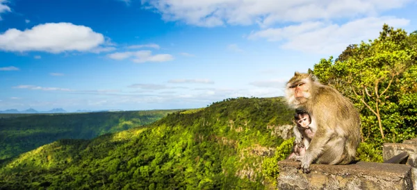 Apen op het gezichtspunt van de Gorges. Mauritius. Panorama — Stockfoto