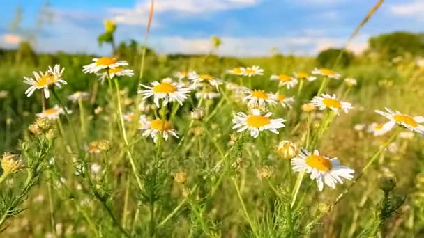 Łąka z kwiatów rumianku — Wideo stockowe