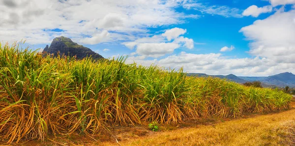 Utsikt över ett sockerrör och bergen. Mauritius. Panorama — Stockfoto