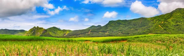 Vista di una canna da zucchero e montagne. Mauritius. Panorama — Foto Stock