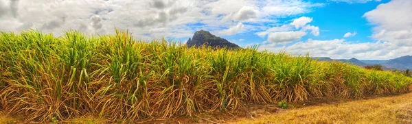 Kilátás a cukornád és a hegyek. Mauritius. Panoráma — Stock Fotó