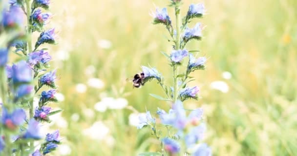 Humla Wildflower Närbild Slow Motion Bumble Bee Samla Nektar Alpin — Stockvideo
