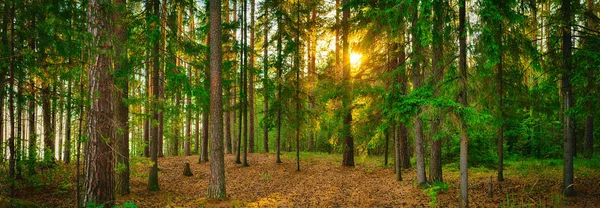 Panorama Florestal — Fotografia de Stock