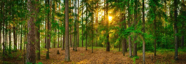 Panorama lasu — Zdjęcie stockowe