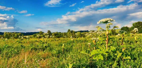 在日落的草地全景 Heraclium 的前景 农村景观 — 图库照片