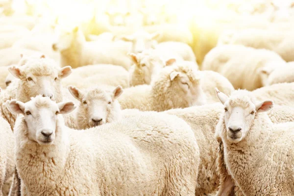 Herd of sheep — Stock Photo, Image