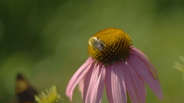 Abejorro en una flor de equinácea — Vídeos de Stock