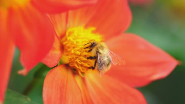 달리아 꽃에 꿀벌 — 비디오