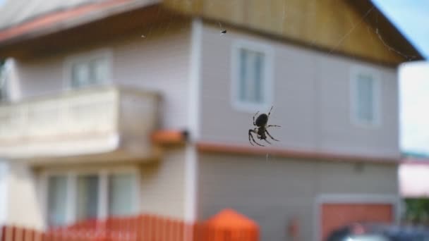 Pavouk chytil v web malých fly — Stock video