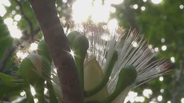 Flower of Fish poison tree — Stock Video