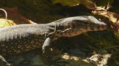 Varanus salvator macromaculatus