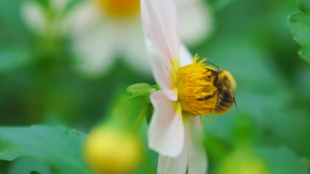 Bumblebee dahlia çiçeği üzerinde — Stok video