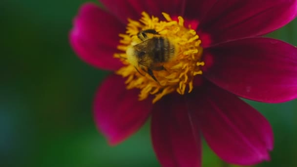 Μέλισσα σε λουλούδι Ντάλια — Αρχείο Βίντεο